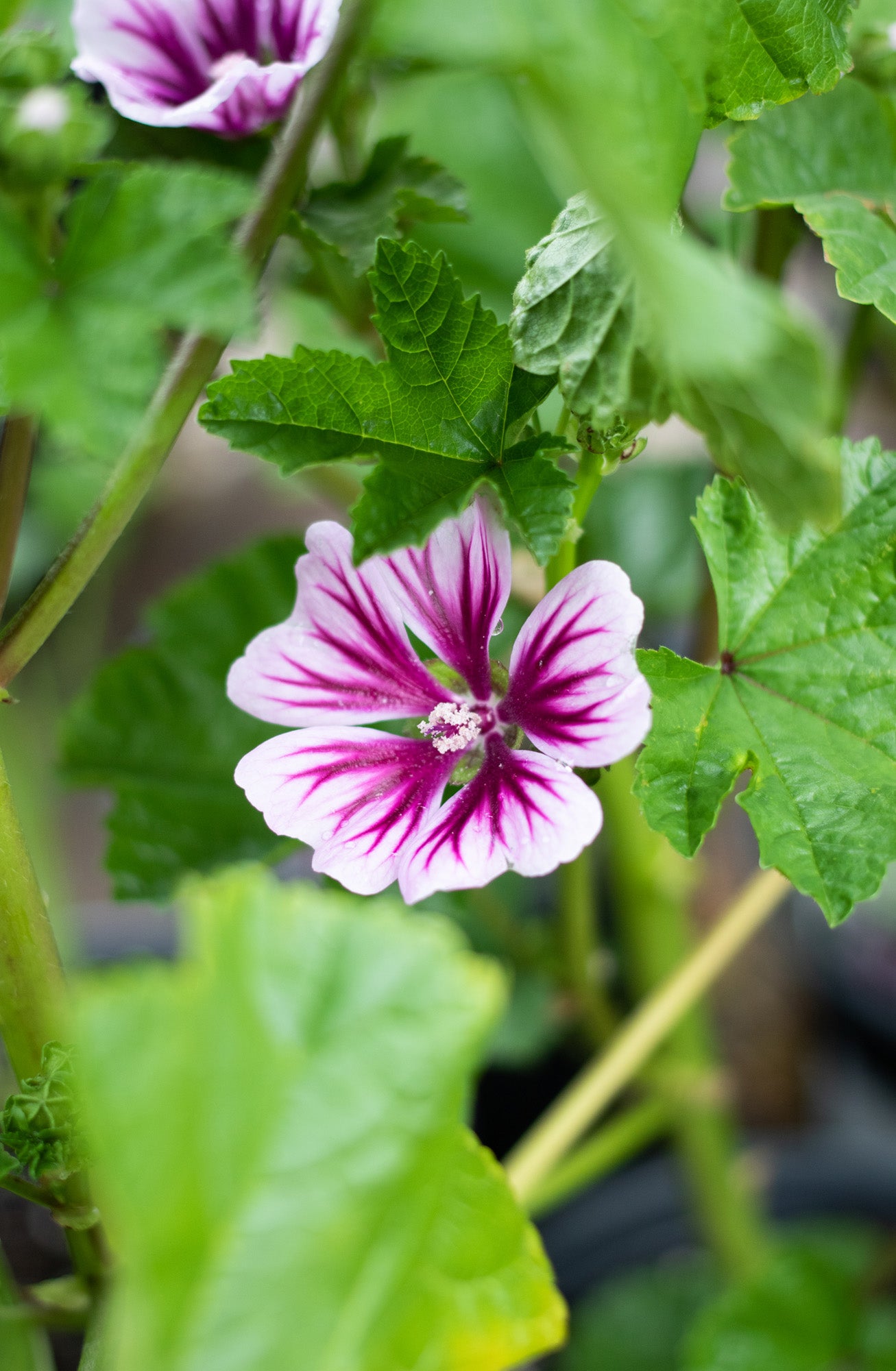 Malva-Zebrina 1C