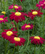 Tanacetum-Robinson Red 1C