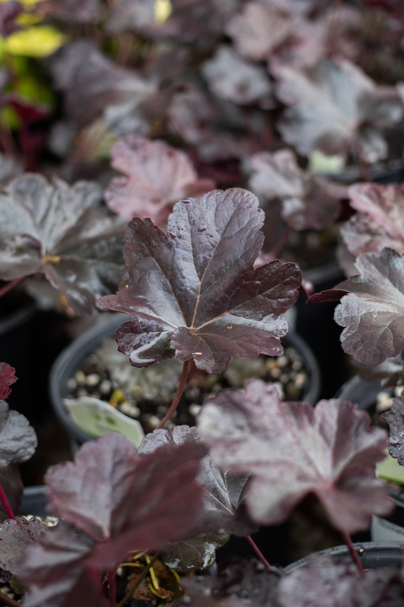 Heuchera-Obsidian 1C