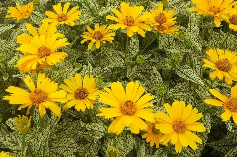 Heliopsis-Sunstruck 1C