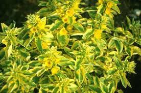 Lysimachia-Golden Alexander 1C