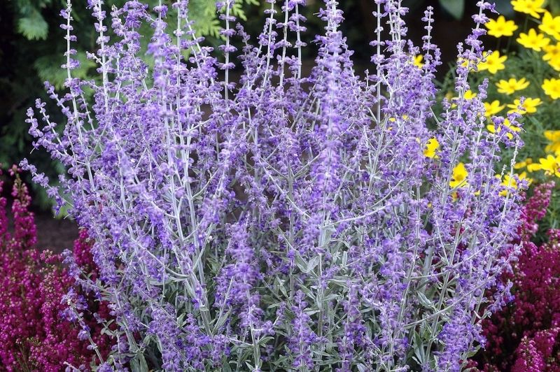 Perovskia-Little Spire 1C