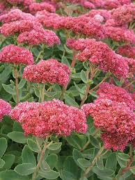 Sedum-Autumn Fire 1C