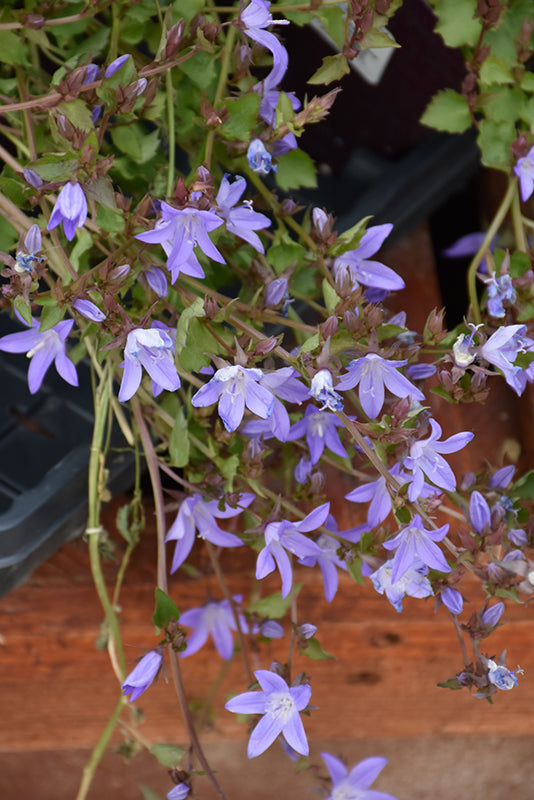 Campanula-Blue Waterfall 1C