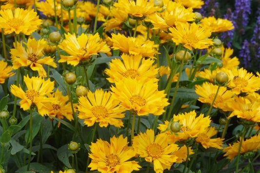 Coreopsis-Jethro Tull 1C