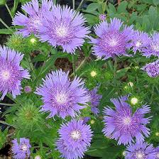 Stokesia-Peachie's Pick 1C