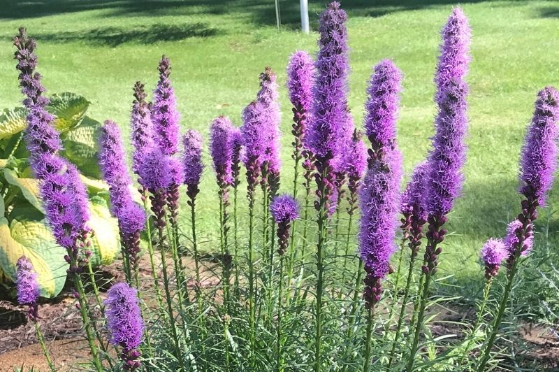 Liatris-Spicata 1C