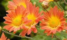 Chrysanthemum-Rhumba 3C