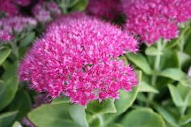 Sedum-Neon 1C
