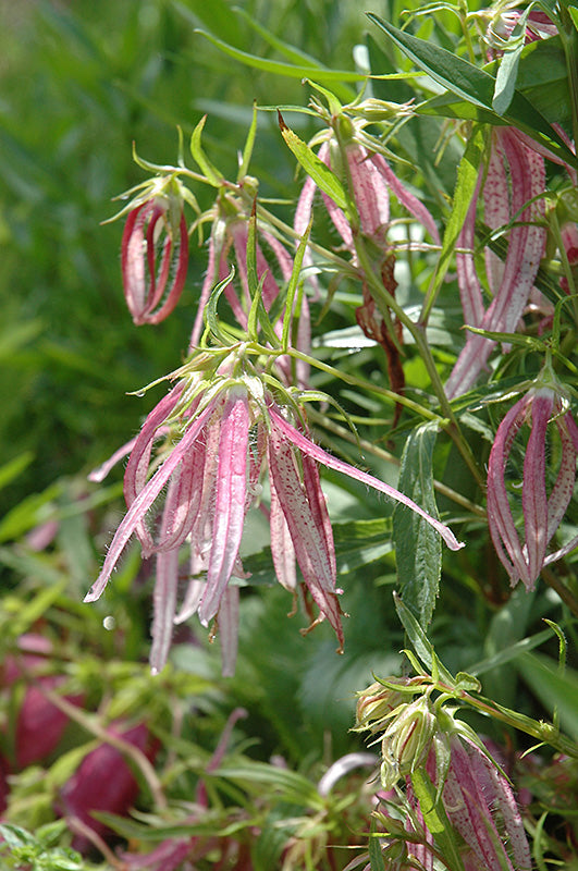 Campanula-Pink Octopus 1C