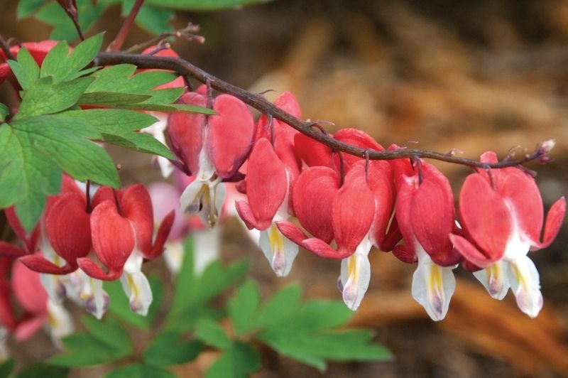 Dicentra-Valentine 1C