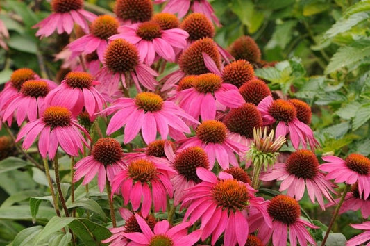 Echinacea-PowWow Wildberry 1C