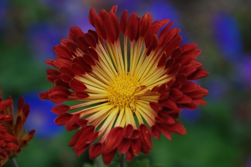 Chrysanthemum-Matchsticks 1C