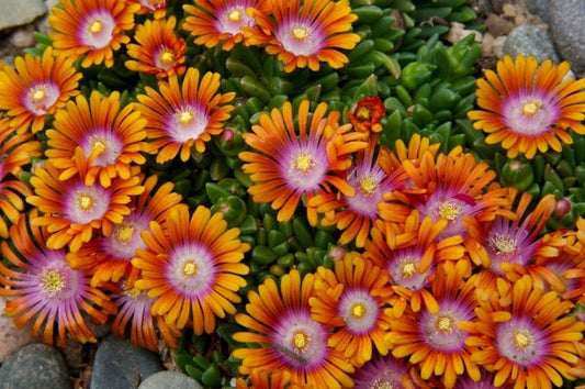 Delosperma-Fire Spinner 1C