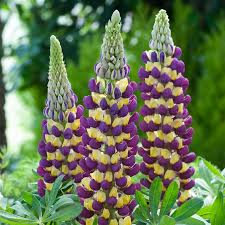 Lupinus-Manhattan Lights 1C