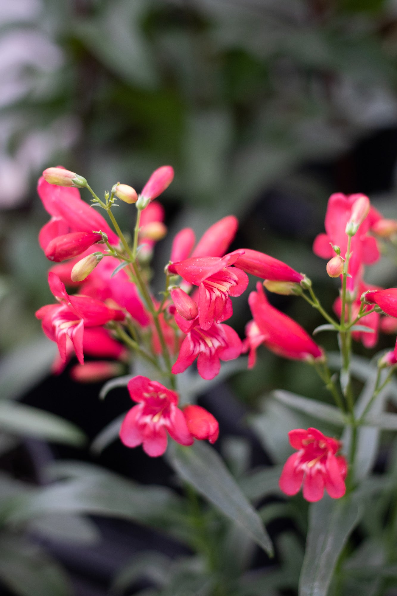 Penstemon-Red Riding Hood 1C