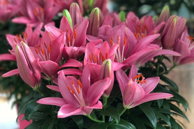 Lilium-Looks Tiny Pearl 1C