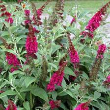 Buddleia-Miss Molly 3C
