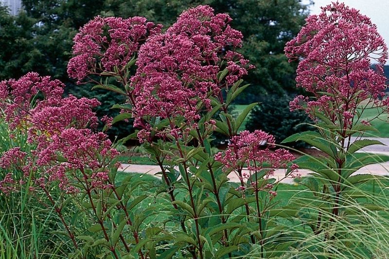 Eupatorium-Gateway 1C