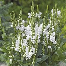 Physostegia-Crystal Peak White 1C