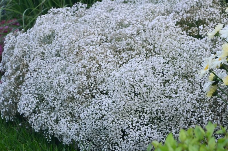 Gypsophila-Summer Sparkles 1C