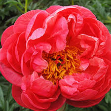 Peony-Moscow 2C