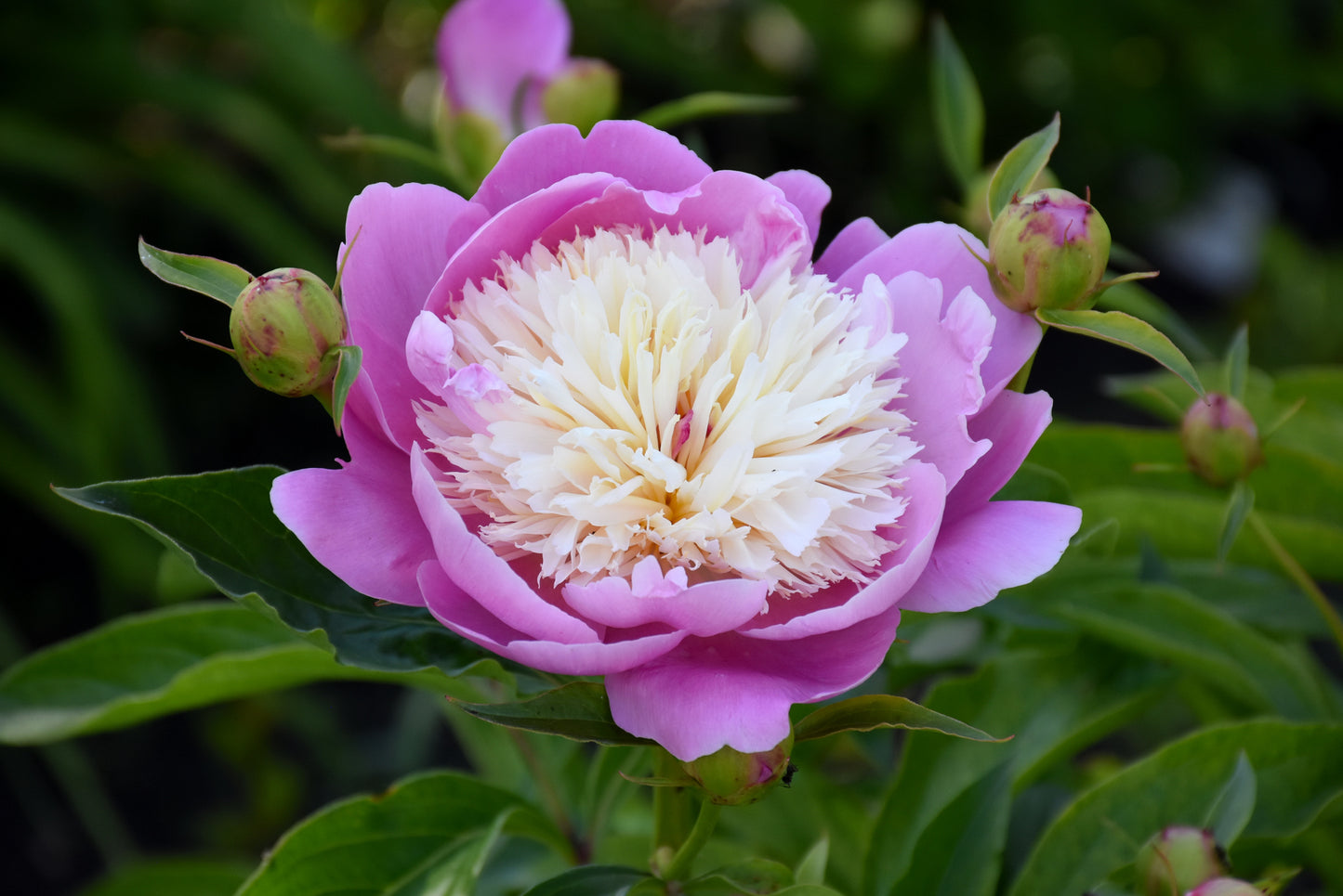 Peony-Bowl of Beauty 2C