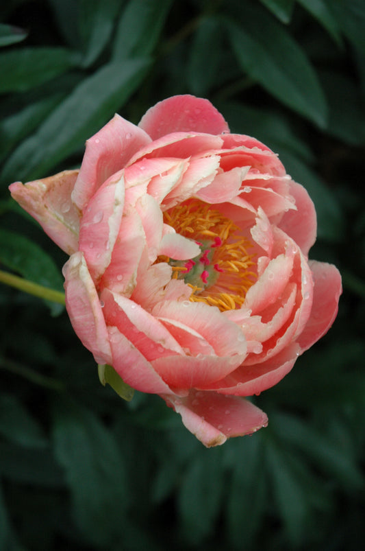 Peony-Coral Charm 2C