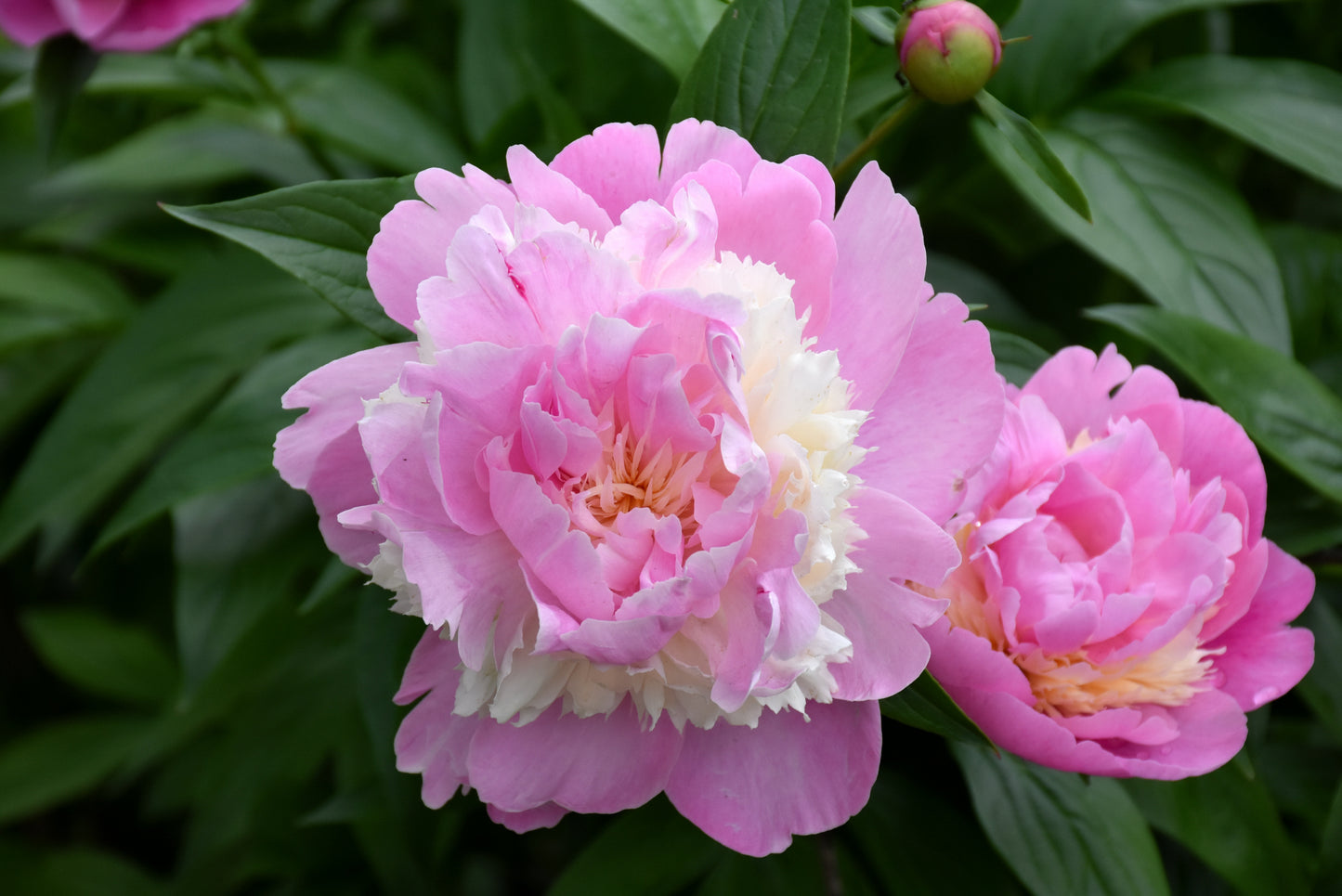 Peony-Sorbet 2C