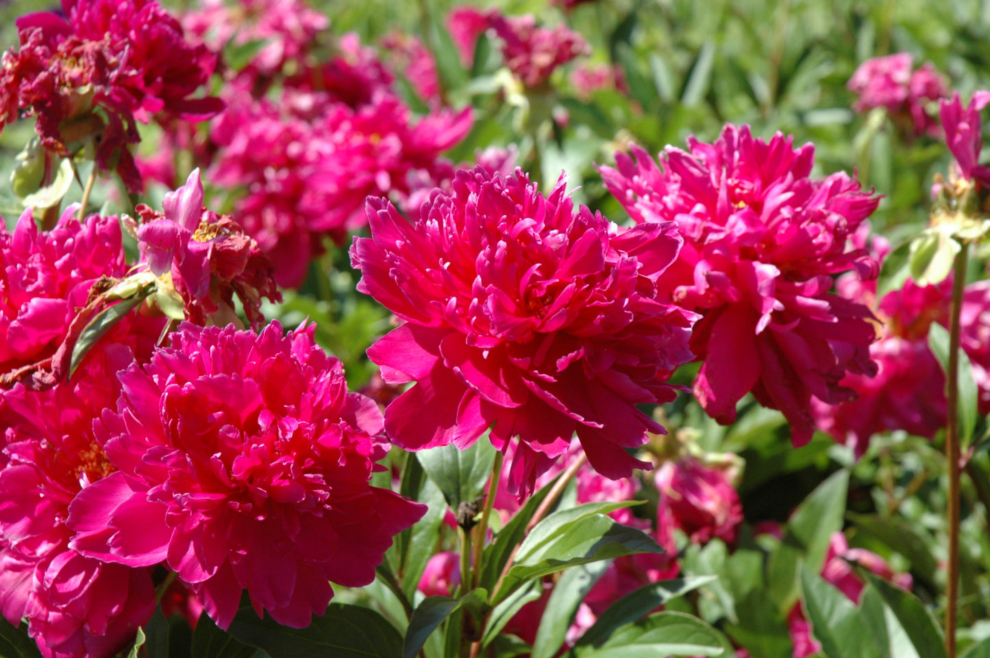 Peony-Karl Rosenfeld 2C