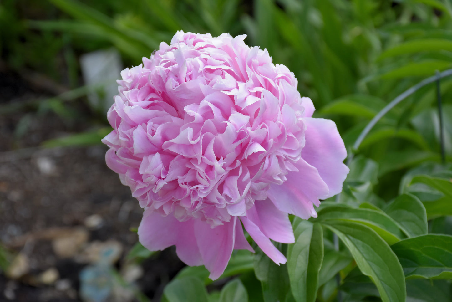 Peony-Sarah Bernhardt 2C