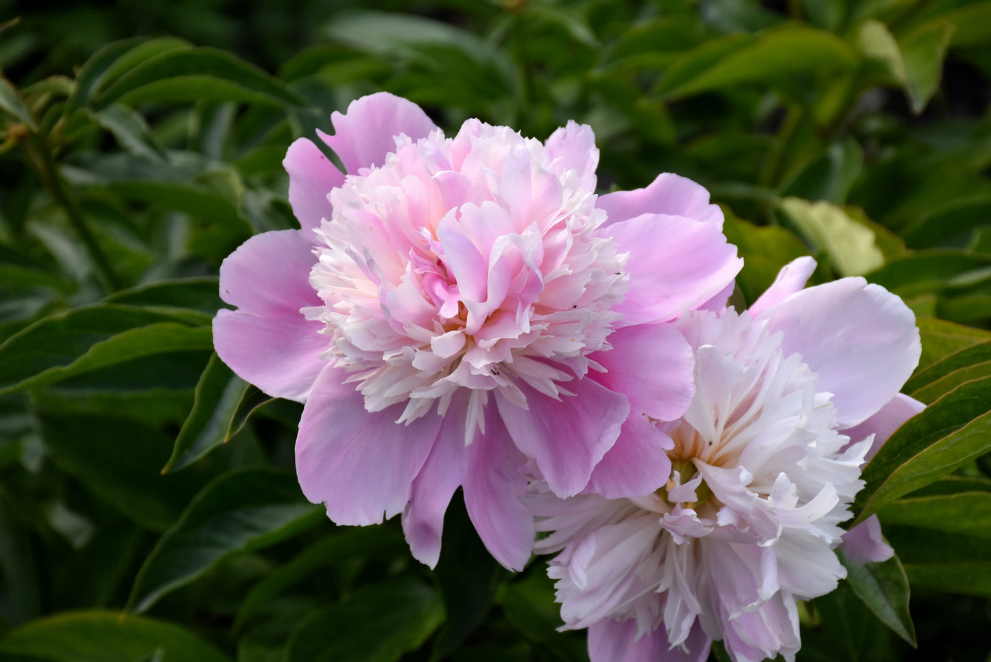 Peony-Monsieur Jules Elie 2C