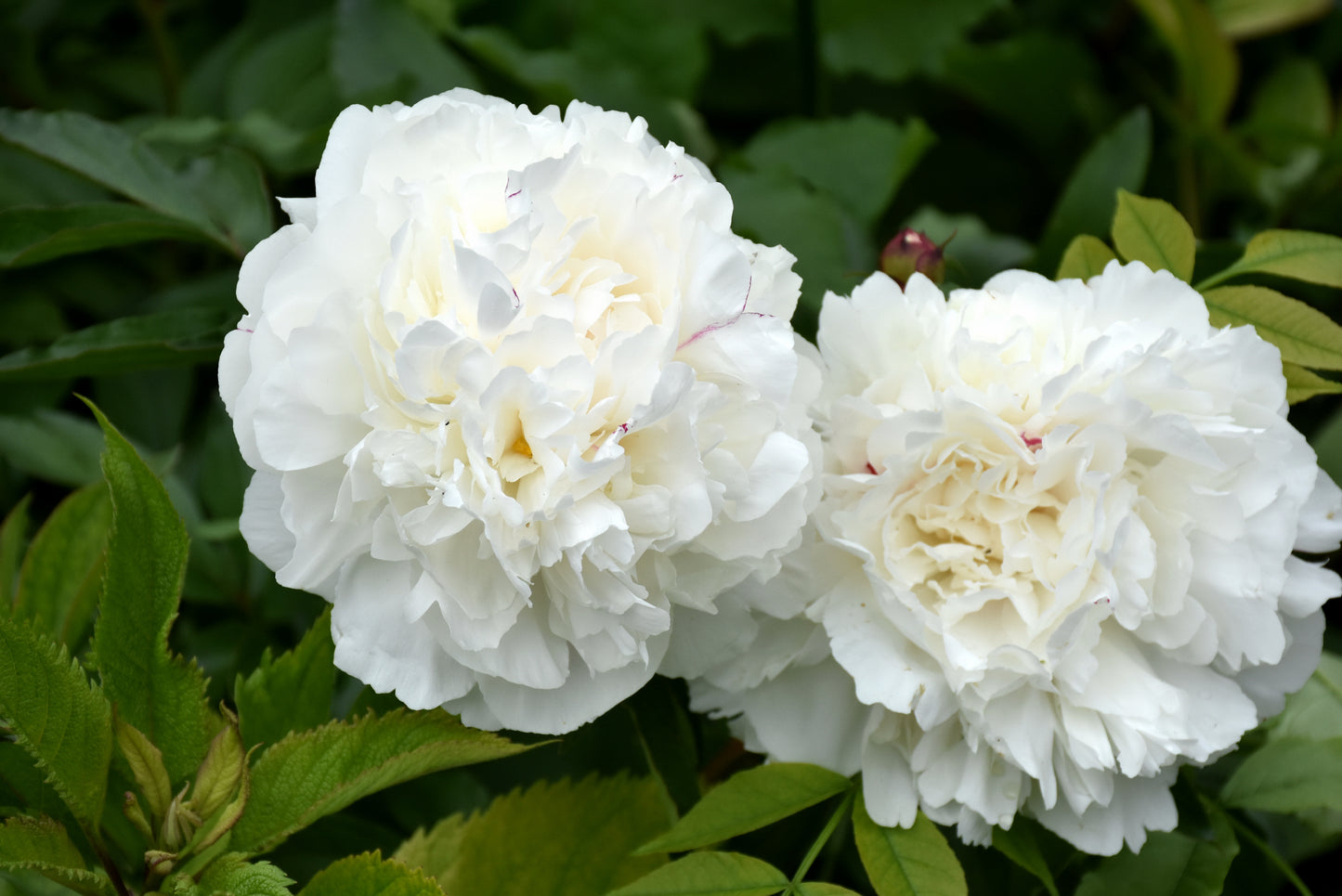 Peony-Duchesse de Nemours 2C
