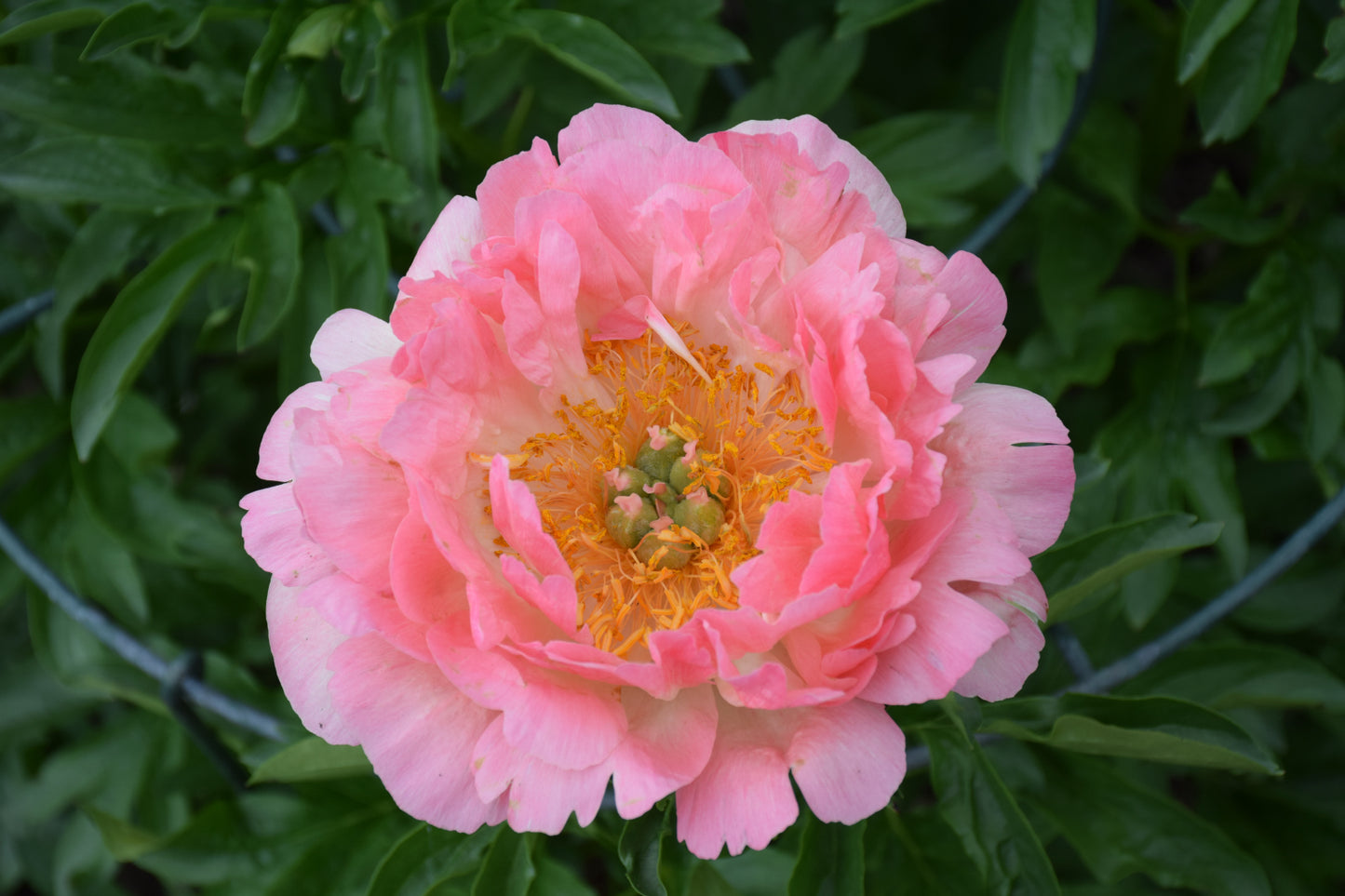 Peony-Coral Sunset 2C