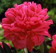 Peony-Felix Crousse 2C