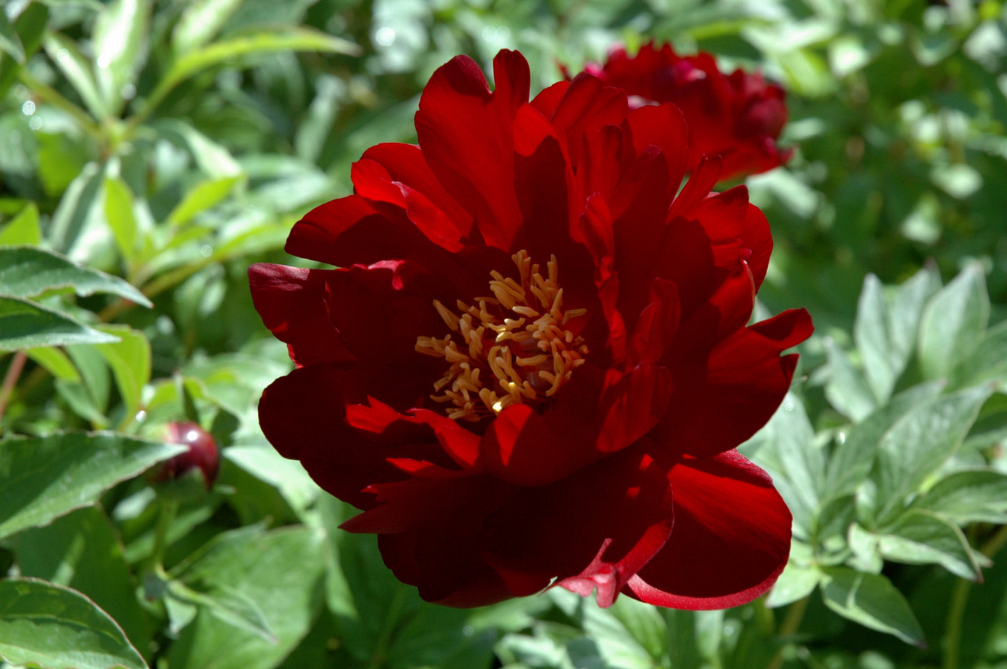 Peony-Buckeye Belle 2C