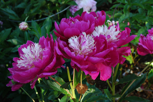 Peony-White Cap 2C