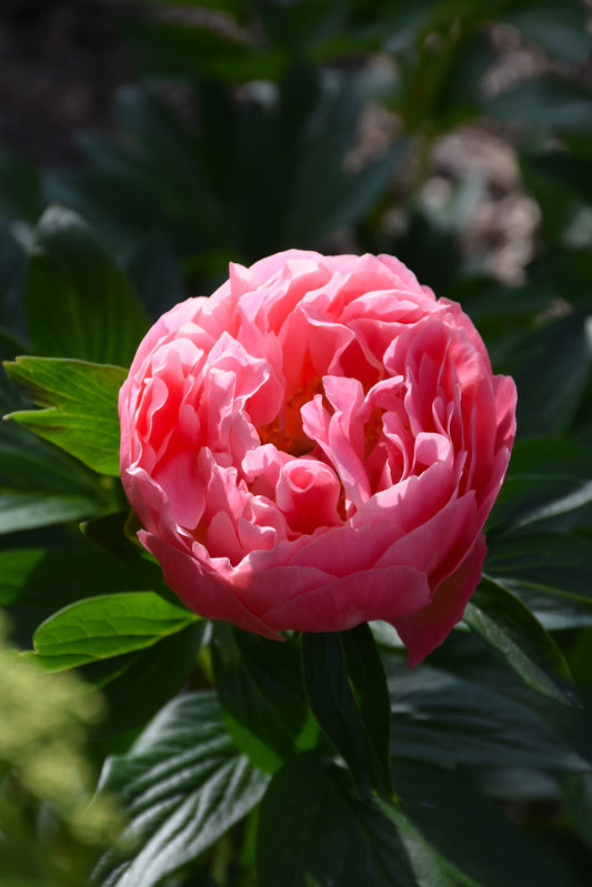 Peony-Hawaiian Coral 2C