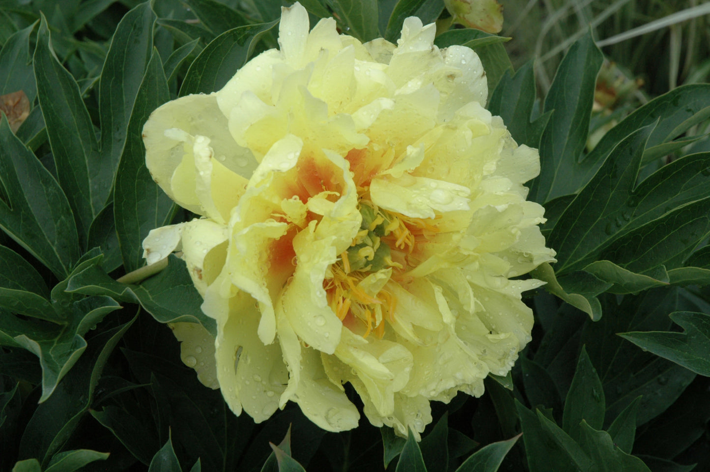 Peony-Bartzella ITOH 2C
