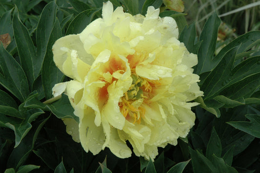 Peony-Bartzella ITOH 2C
