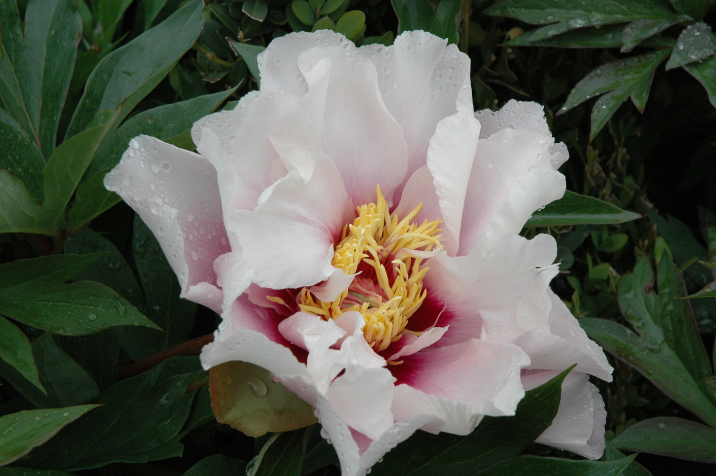 Peony-Cora Louise ITOH 2C
