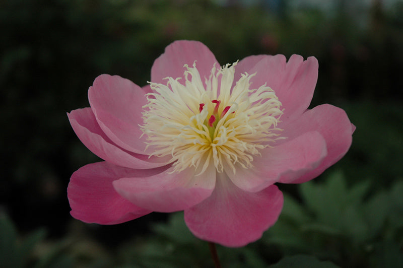 Peony-Edulis Superba 2C