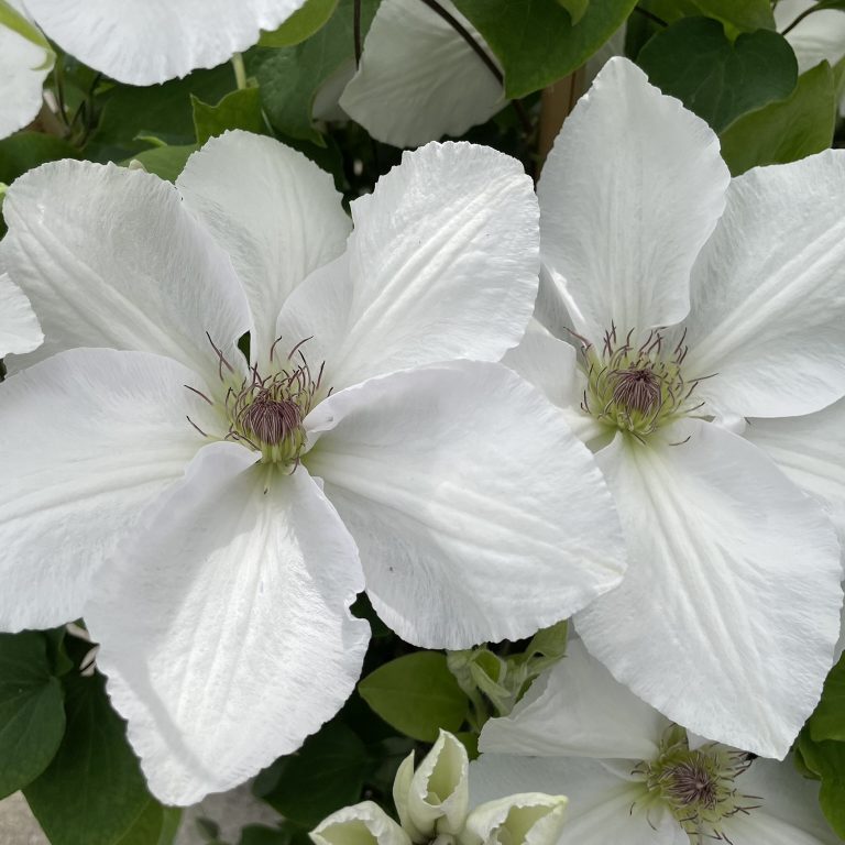 Clematis-Guernsey Flute 1C