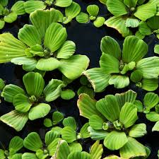 Waterplant-Water Lettuce
