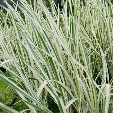 Waterplant-Sweet Flag Variegated 3.5"C