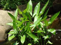 Waterplant-Arrowhead 3.5"