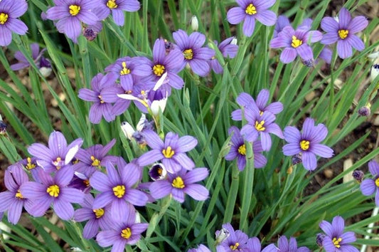 Blue Eyed Grass 3.5"C