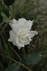 Gardenia-Aimee 10"