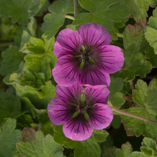Geranium-Perfect Storm 1C