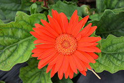 Gerbera-Jaguar Tangerine 4.3"